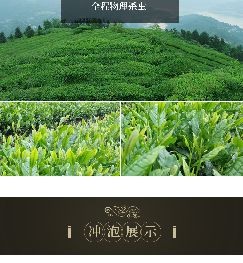 长盛川 高山毛尖绿茶口粮茶