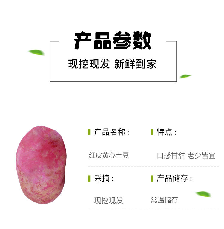 红皮土豆新鲜现挖宁夏洋芋精选马铃薯蔬菜非甘肃土豆2/5/10斤批发