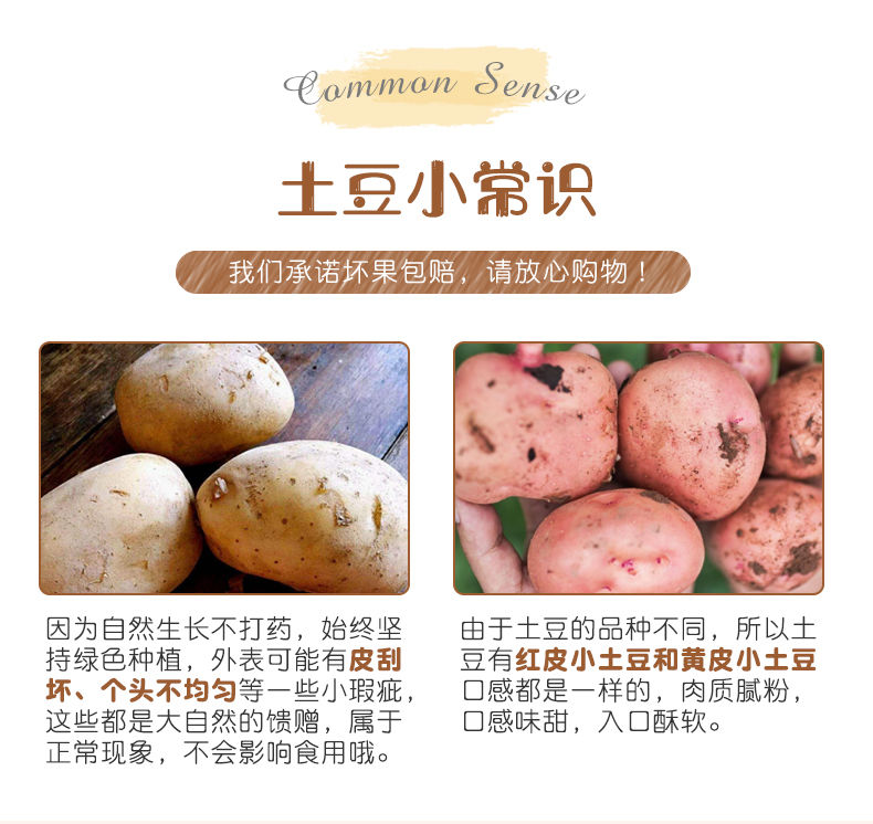 红皮土豆新鲜现挖宁夏洋芋精选马铃薯蔬菜非甘肃土豆2/5/10斤批发