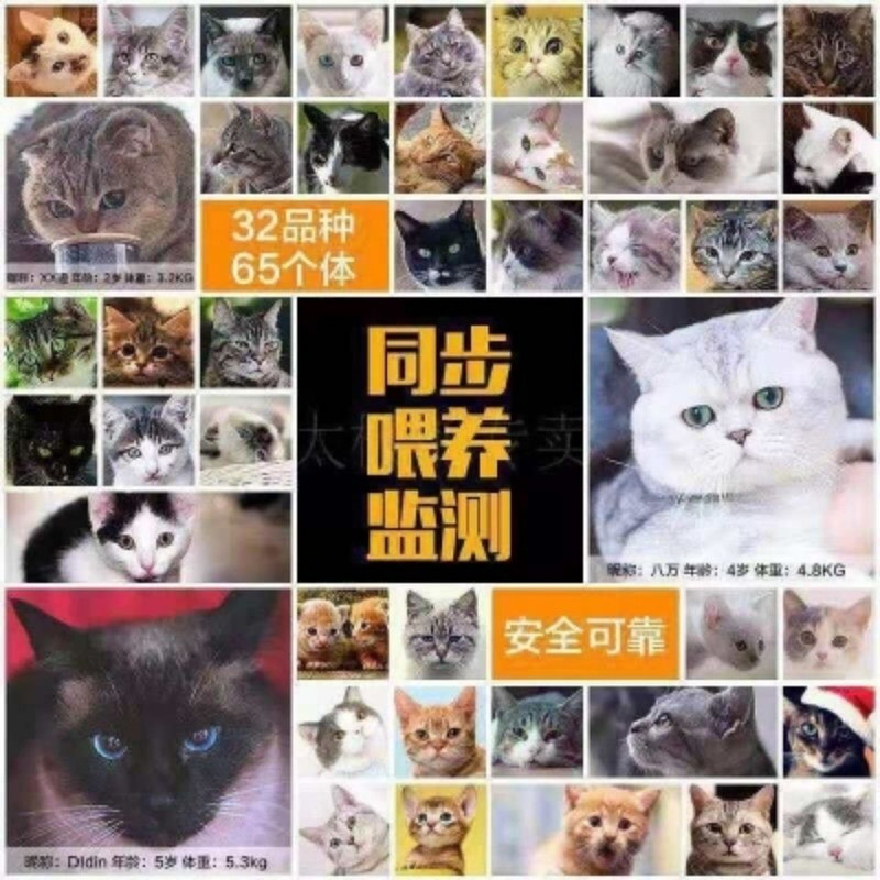 小虎雀 小虎雀 猫粮海洋鱼味5斤10斤2斤成猫幼猫通用型增肥发腮老年流浪猫家猫粮