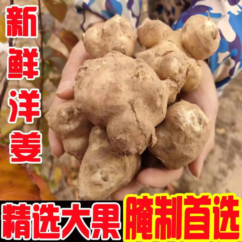 小虎雀 洋姜新鲜现挖菊芋野生农家沙地鬼子姜生洋姜不辣生吃凉拌阳姜