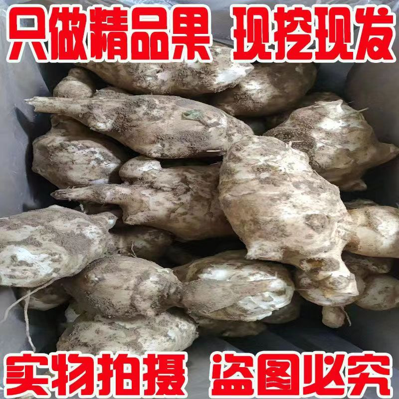 小虎雀 洋姜新鲜现挖菊芋野生农家沙地鬼子姜生洋姜不辣生吃凉拌阳姜