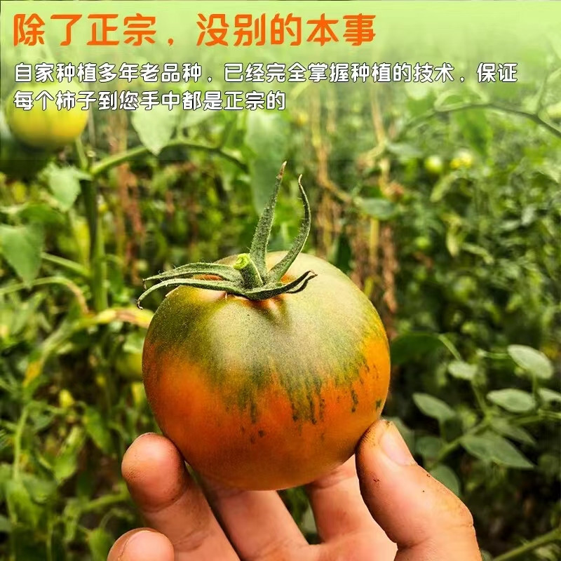 小虎雀 草莓柿子西红柿新鲜自然熟铁皮柿子盘锦碱地生吃水果丹东番茄