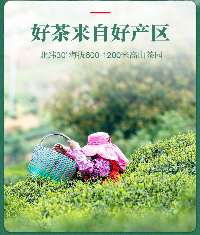 2023年春茶叶明前茶湖北绿茶五峰毛尖雨品特级绿茶250g