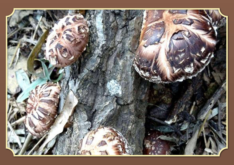 干花菇干货散装特级蘑菇小香菇剪脚冬菇花菇营养菌菇