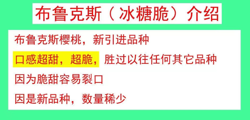 泰安樱桃 化马湾布鲁克斯（冰糖脆）纯甜大樱桃 3斤 现摘现发 省内包邮