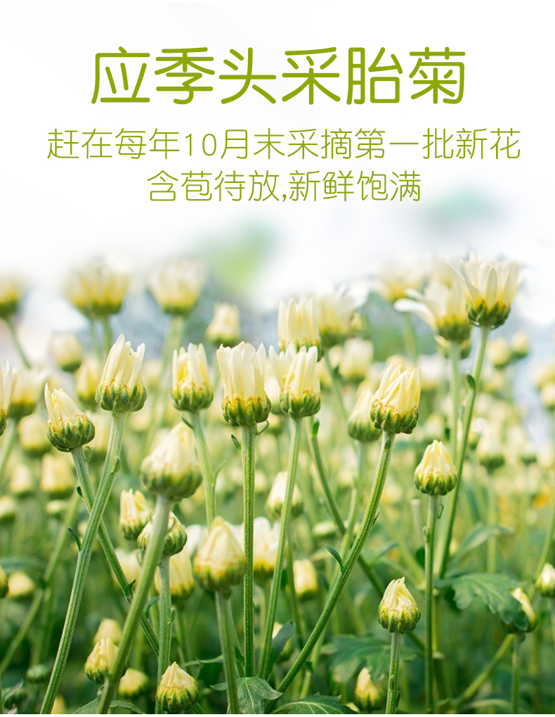 花初良 桐乡菊花茶 胎菊王 50g/罐 官方正品旗舰店