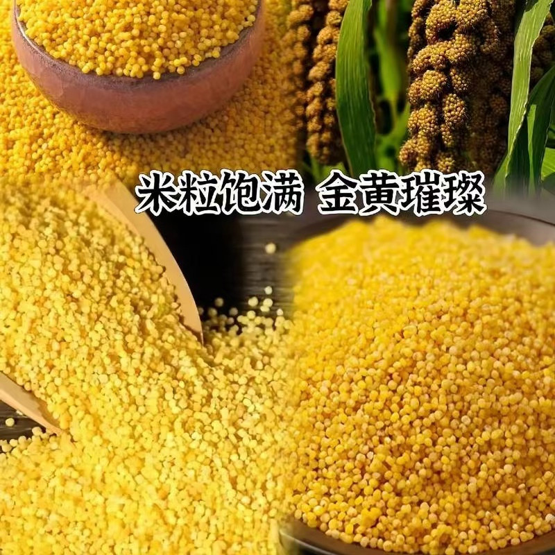 山水人家 （河北优选）纯手工小米2.5kg（基地农品）