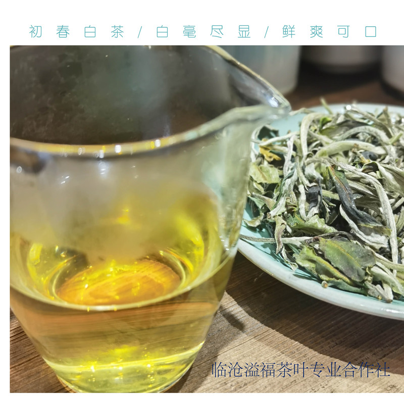 《水沐茶业》2022年云南白茶老树月光白茶