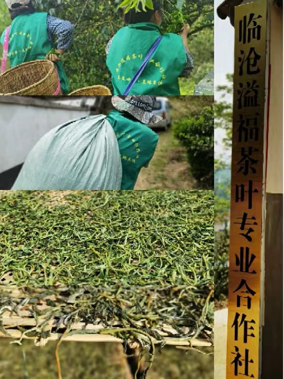 《水沐茶业》2021年普洱茶昔归古树纯料黄金叶1公斤 香甜耐泡