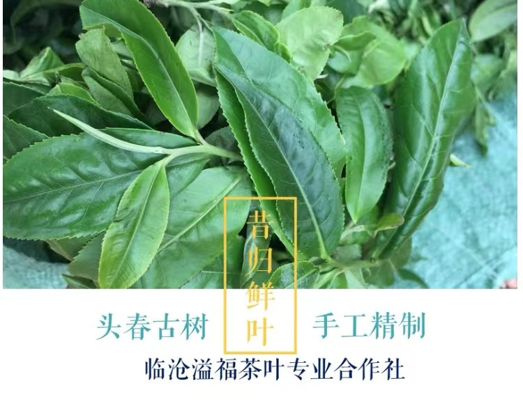 《水沐茶业》2021年普洱茶昔归龙珠生茶8克/颗 x10颗 加送华宁陶窑变品茗杯1个