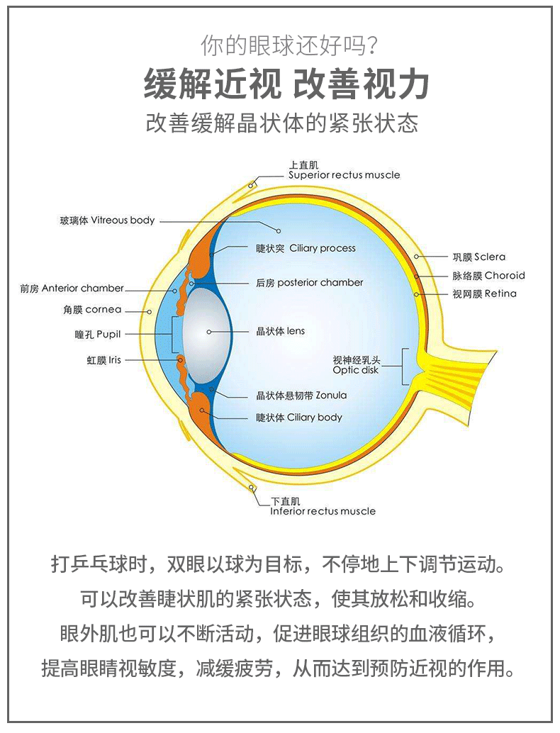 抖音乒乓球训练器儿童练习器室内成人家用自练神器双人吸盘式玩具