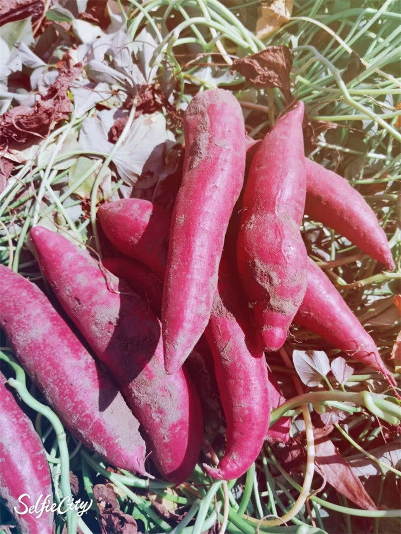 花芊谷 沙碱地红薯2.5kg