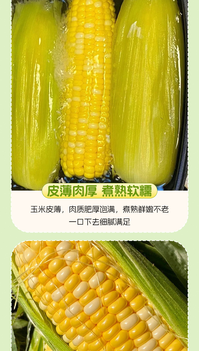 宜尚生鲜 云南水果玉米 5斤装