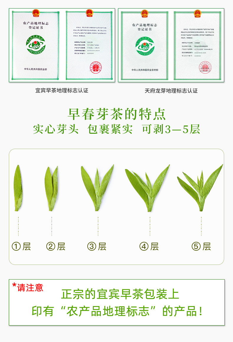 叙府 四川宜宾早茶绿茶茶叶雀舌川茶集团早春茶