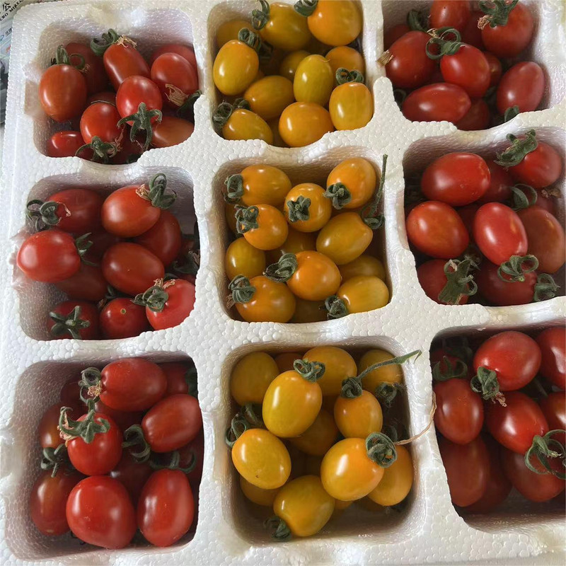 农家自产 彩色小西红柿