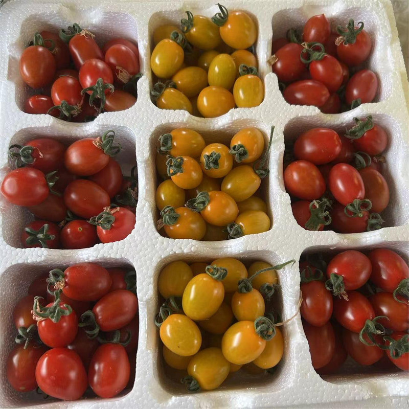 农家自产 彩色小西红柿