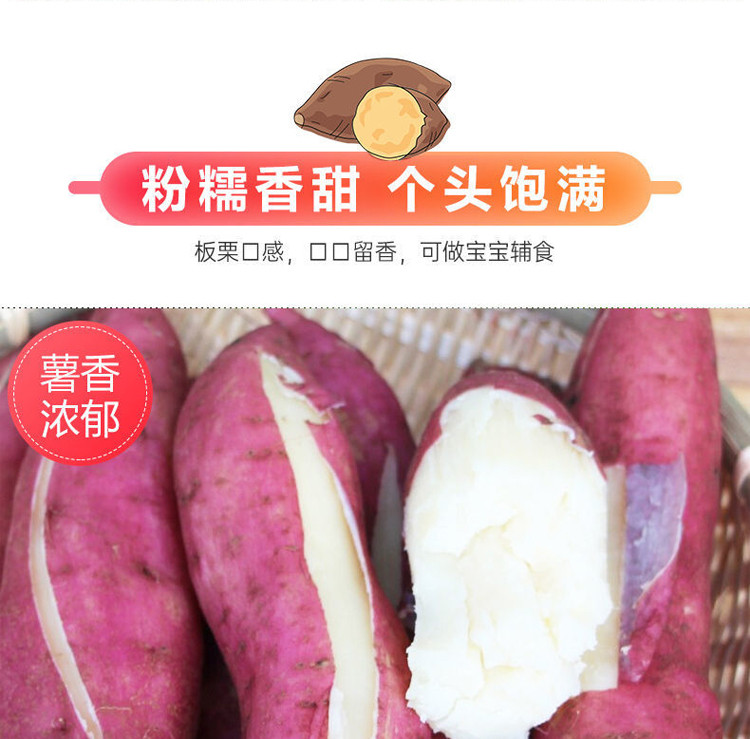 粤迎 白心板栗薯红薯粉糯白瓤地瓜新鲜白薯番薯2/5/9斤可选