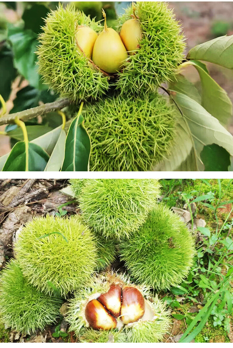 农家自产 新鲜板栗野生栗子当季水果油锥栗去皮毛栗蔬菜