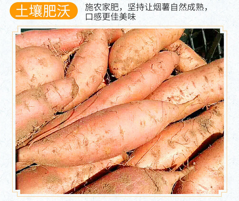 粤迎 【领劵减5元】山东烟薯烤地瓜新鲜杂粮蔬菜番薯蜜薯红薯