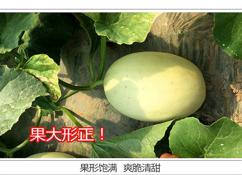 农家自产 玉菇甜瓜新鲜当季水果香瓜