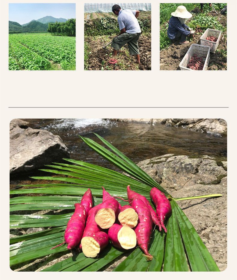 农家自产 天目小香薯新鲜蔬菜板栗红薯番薯粉糯小香薯