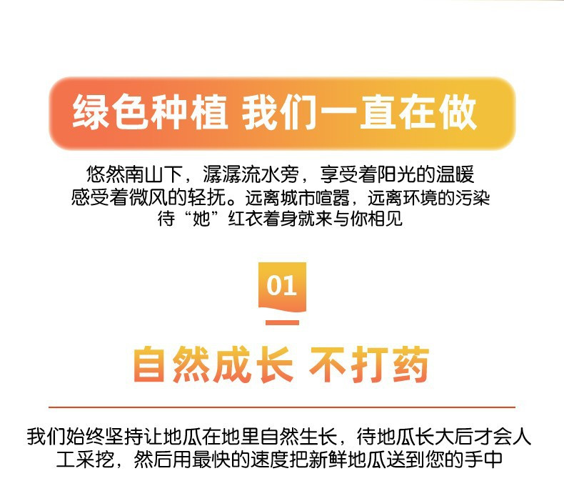 农家自产 海南桥头地瓜沙地富硒板栗薯红薯香薯蜂蜜地瓜