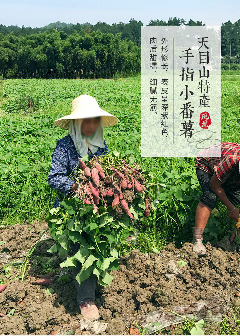 农家自产 天目小香薯新鲜蔬菜板栗红薯番薯粉糯小香薯