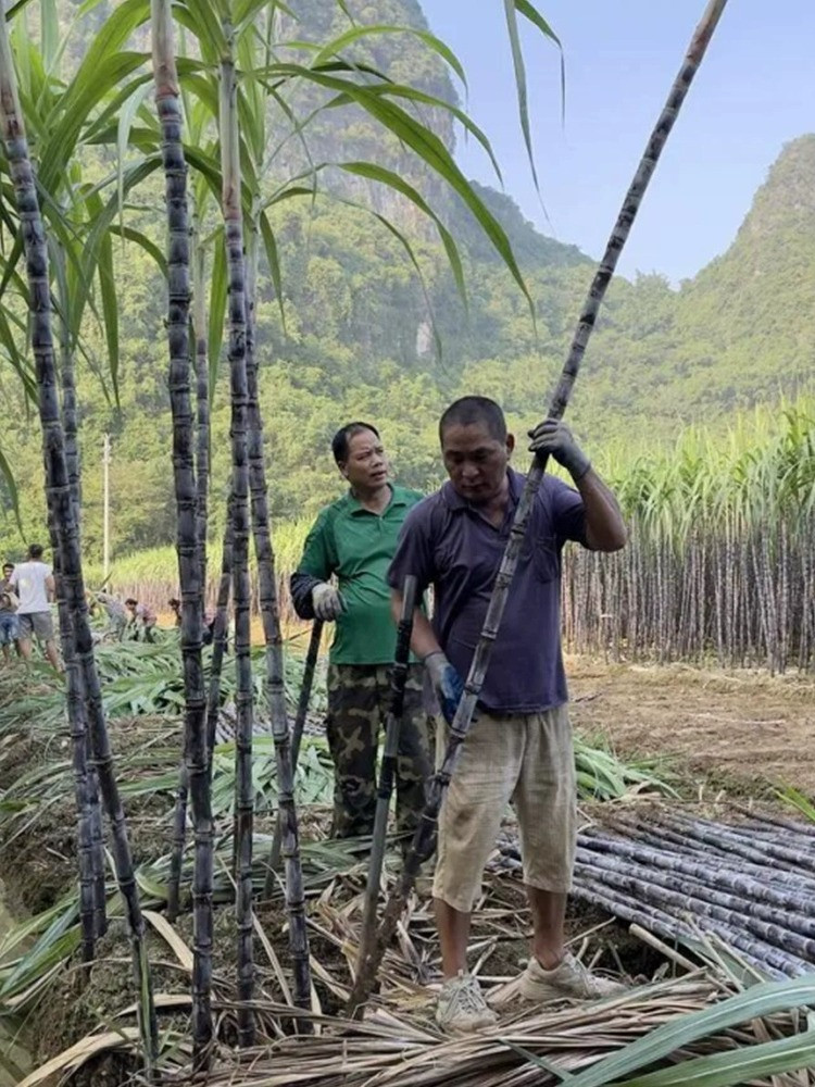 瓦豆 新鲜黑皮甘蔗新鲜水果脆甜多汁当季孕妇水果甜杆果蔗中段清甜