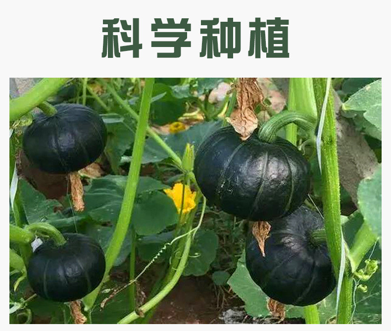 农家自产 板栗味小南瓜新鲜贝贝南瓜甜粉糯蔬菜