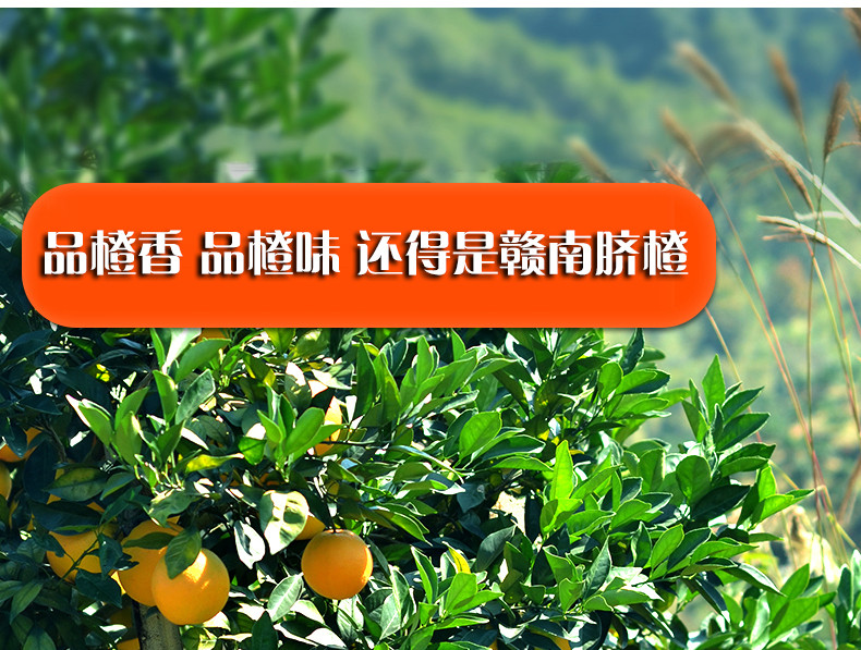 农家自产 江西赣南脐橙水果橙子自家果园现摘现发甜橙当季新鲜水果