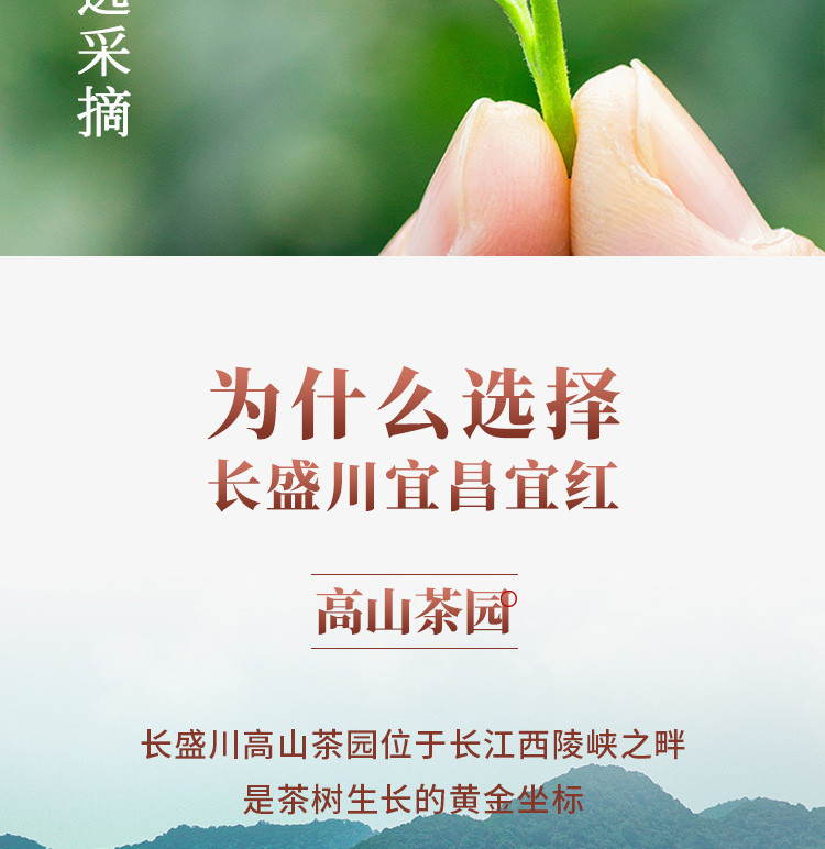 长盛川 宜昌宜红袋装红茶口粮茶