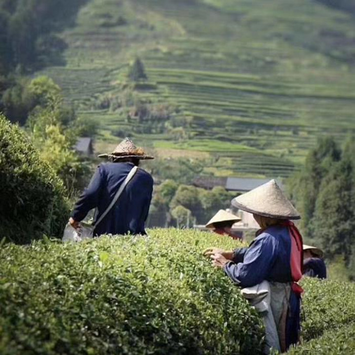 龙湖翠 龙湖绿（龙湖绿明前茶）