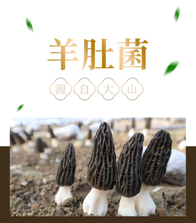 食百道 食百道 羊肚菌35g/盒 优质云南菌菇 珍稀菌类 煲汤 送礼