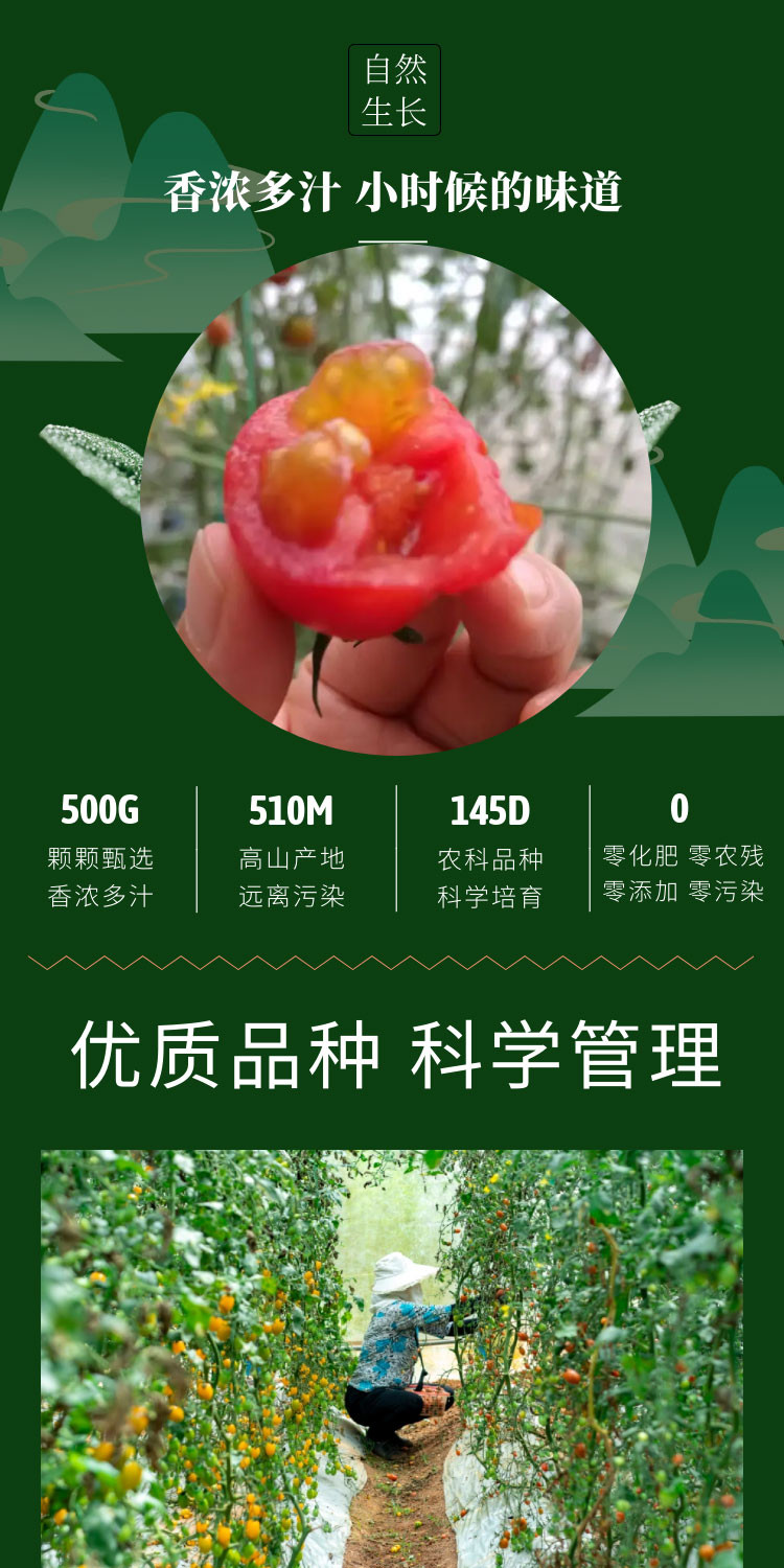 八九十枝花 有机小番茄零污染零添加黄色圣女果每日鲜摘基地500g*4盒