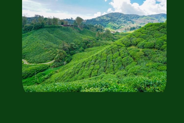 八九十枝花 有机小番茄零污染零添加黄色圣女果每日鲜摘基地500g*4盒