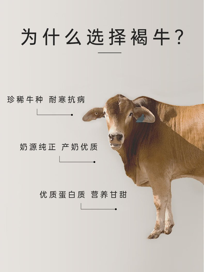  伊牧欣 新疆褐牛3.8蛋白质纯牛奶伊犁四季河谷牧场奶源