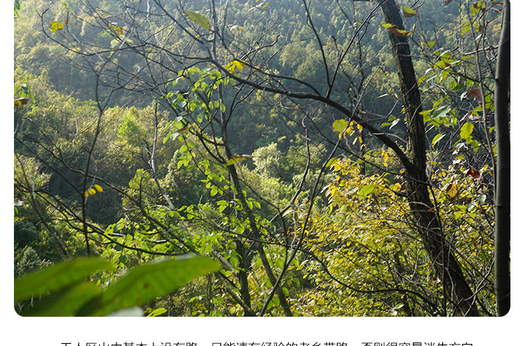 云海映象 神农架高山岩蜜高海拔崖蜜结晶蜜礼盒装500g