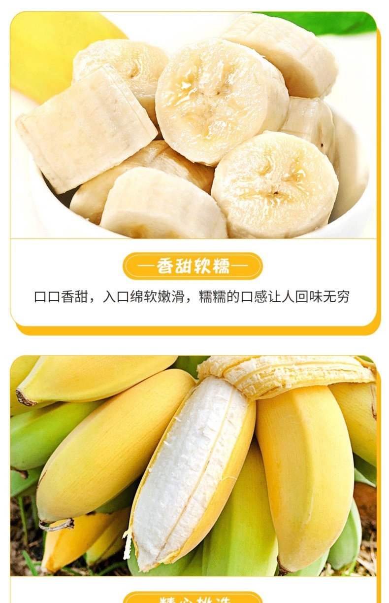 沃鲜汇 新鲜小米蕉粉新鲜水果水糯米蕉（需要催熟）【小店活动】