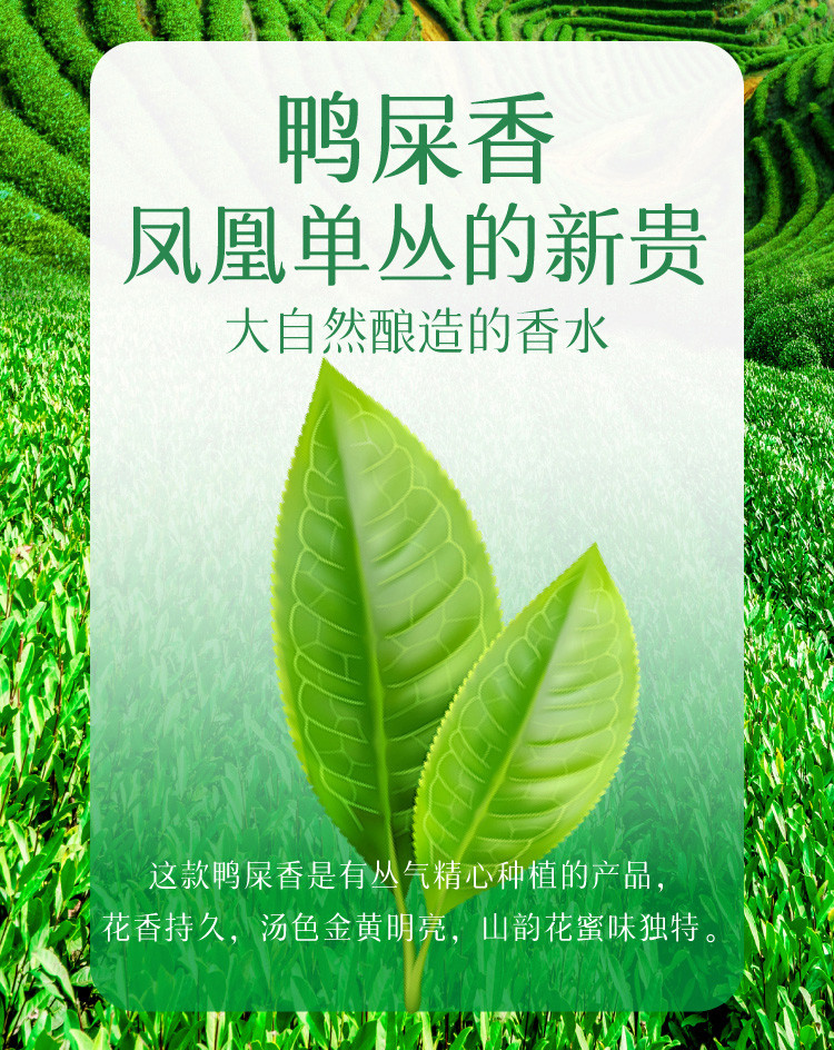 有丛气 广东潮汕工夫茶鸭屎香无糖0脂乌龙茶饮料