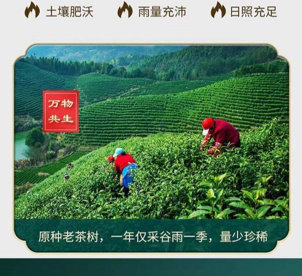 玉皇剑 襄阳高香茶