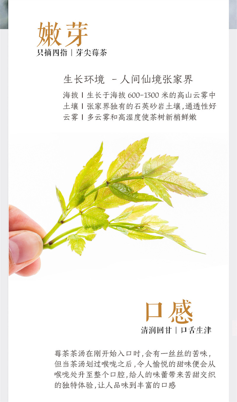 茗不二 张家界芽尖莓茶养生茶春茶文创礼盒48g