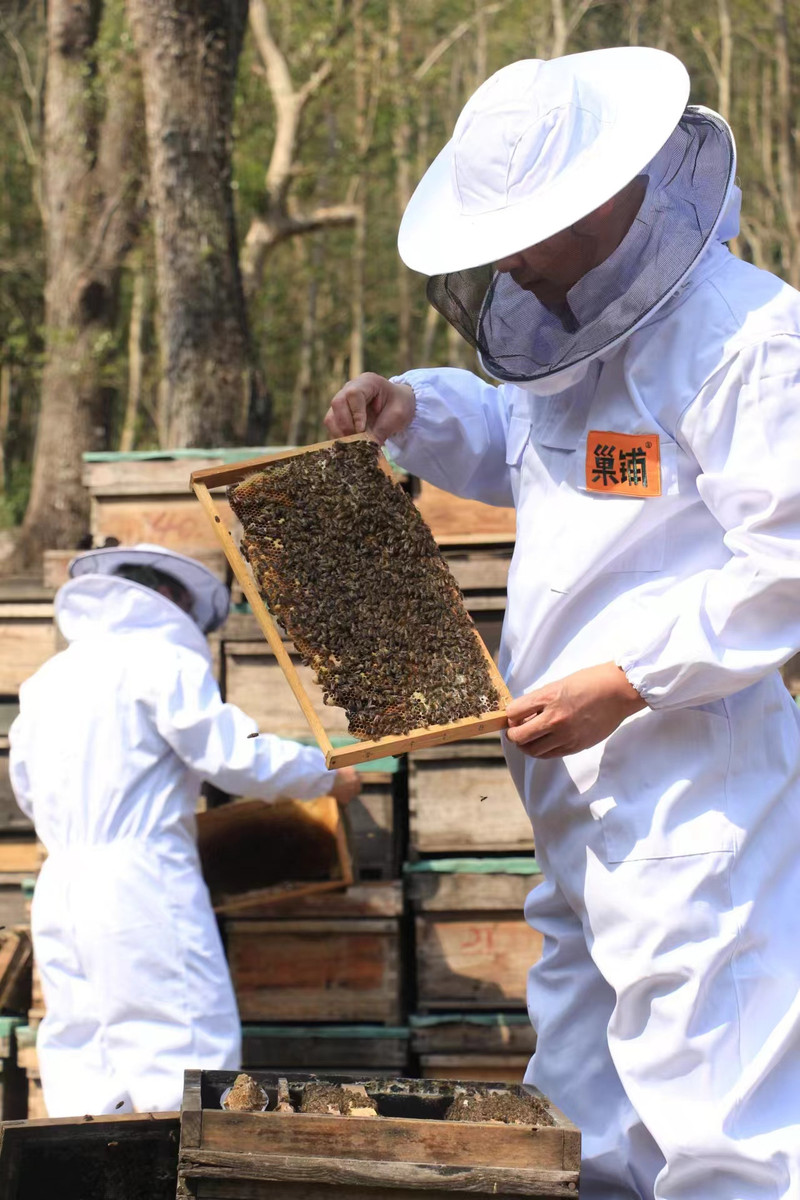 巢铺 （江西宜春）邮政特惠桑葚金银花组合双拼买一送一（到手两瓶）