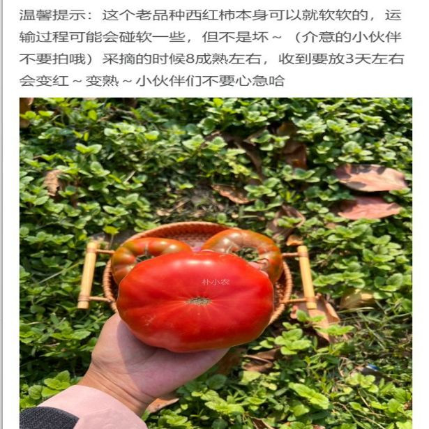  赢荔 狮子头西红柿3.5公斤礼盒装 单果500g 云南通海 现摘直发