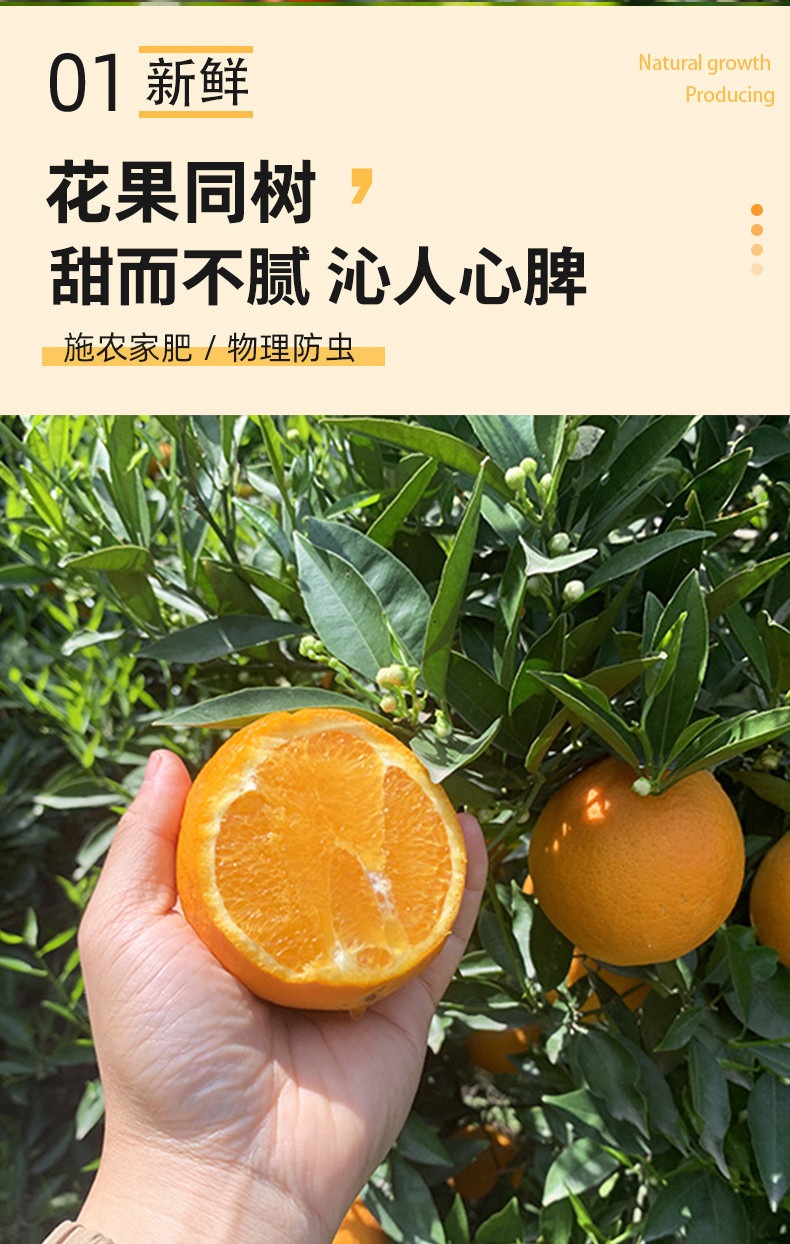  食欲跳动 秭归伦晚脐橙  5斤净重 大果单果70-80mm 14个左右