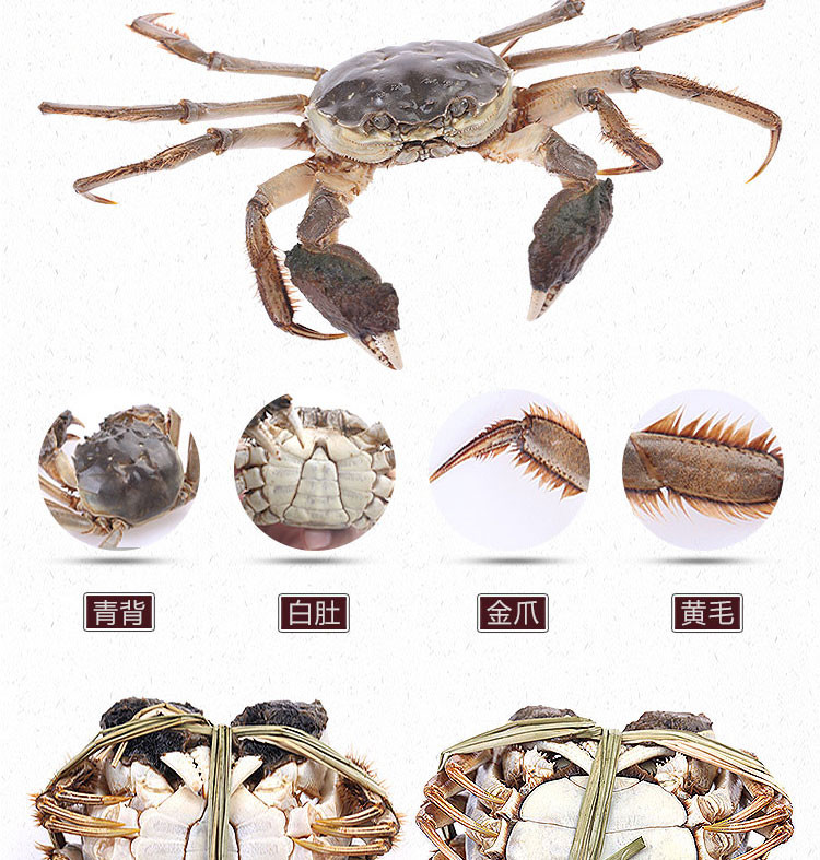 湖锦鲜 大闸蟹598型 母2-2.5两 公3-3.5两 8只装