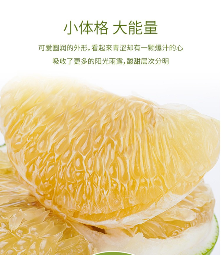 食欲跳动 福建青皮葡萄柚 4.5-5斤彩箱装（单果约350g+）