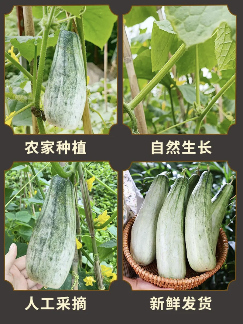 农家自产 【潍坊馆寿光零售】羊角蜜甜瓜新鲜水果3斤装（领券立减10元）