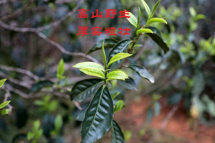 橙乡三百山 赣南高山红茶1罐80克 1罐