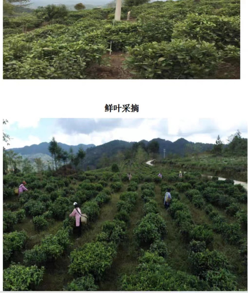 峡山茶业 云南凤庆峡山特级工夫绿茶 绿色食品认证 170g/盒 包邮